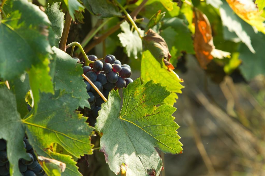 Podere San Lorenzo Terranuova Bracciolini Exterior foto